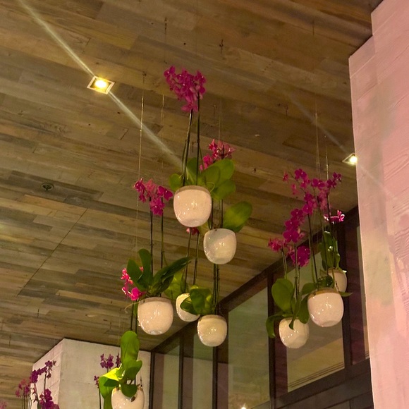 Dee - Picture 1 of 1